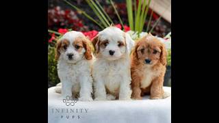 Video preview image #1 Cavapoo (Miniature) Puppy For Sale in LITITZ, PA, USA