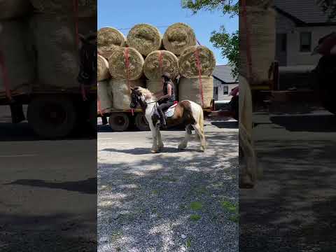 14.2hh cob - Image 2
