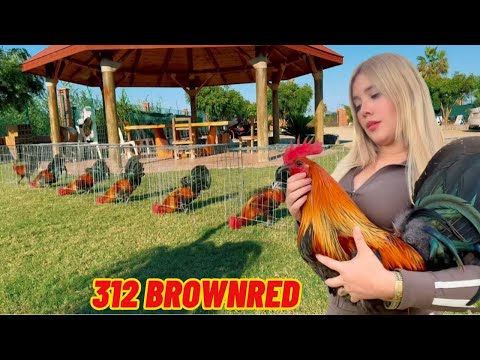 312 BROWNRED - Shape Outdoor Chicken Coop Feeding Time Big Farm