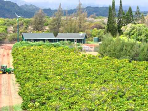 Noni: Where did Noni come from?