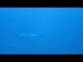 HammerHead Shark Under The Sea