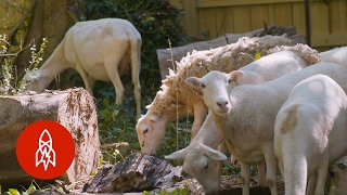 Sheep and the City: Nashville's Urban Shepherd