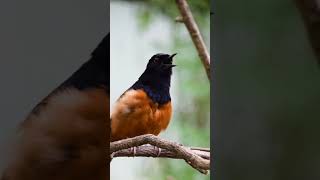 Download lagu Suara terbaik di hutan: Murai Ekor Putih! #pengamatanburung #satwaliar #burung mp3