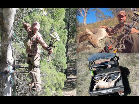 Tree Stand Fallow Hunt - Bow hunting American style down under