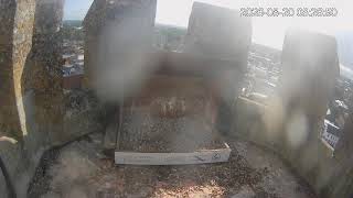 Chichester Cathedral | Peregrine Camera Nest
