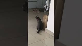 Download lagu SUARA KUCING BETINA NAK MENGAWAN 😻#shorts mp3