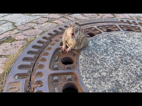 Firefighters have to free fat rat from manhole cover