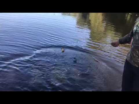 Jacaré comendo piranha no Pantanal em Miranda-MS