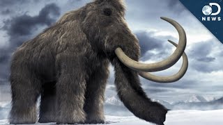 Woolly Mammoth Brain Found: Time To Clone?