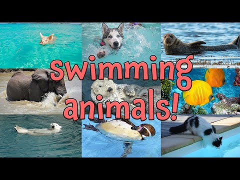 image-What animal swims the most?