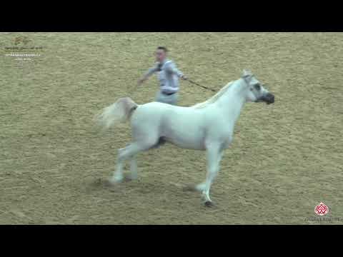 N 122 MASROUR AL WAAB   10th Qatar International Arabian Peninsula Horse Show 2020   3 Years Old