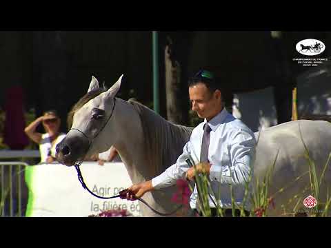 Championnat de France du Cheval Arabe Vichy 2022   Class 2