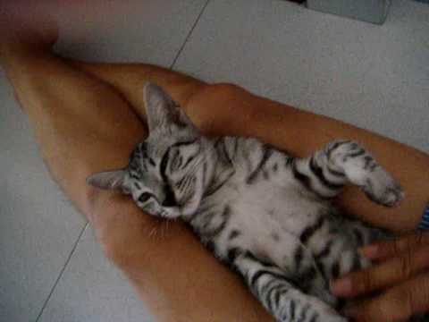 Front body massage Kiteen