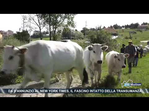 Da D'Annunzio al New York times, il fascino intatto della transumanza