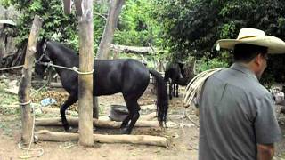 preview picture of video 'caballo bailando en San Lucas, Michoacan'