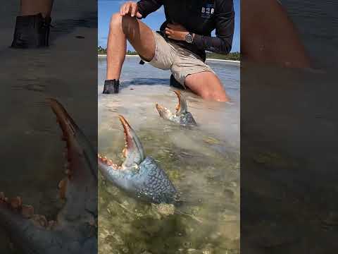 GIANT MUDCRAB! Barehanded Catch