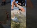 GIANT MUDCRAB Barehanded Catch