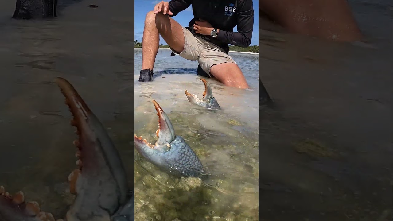 GIANT MUDCRAB! Barehanded Catch