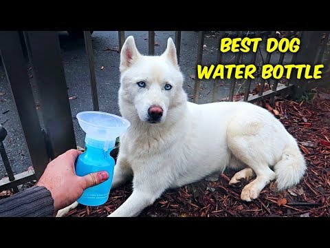 Witch is the Best Dog Water Bottle?