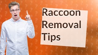 How do I get rid of raccoons in my walls?