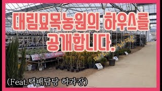 대림묘목농원의 하우스를 공개합니다!/Daelim nursery