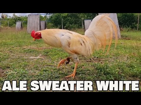 Beautiful Birds White Sweater ALE FARM - Big Farm In The Philippines