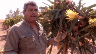 How to Hand-Pollinate Pitahaya