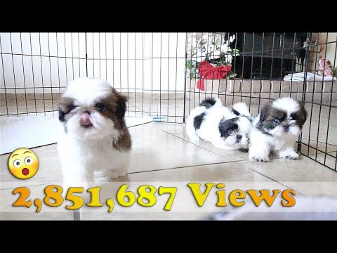 3 Adorable Shih Tzu Puppies | So playful