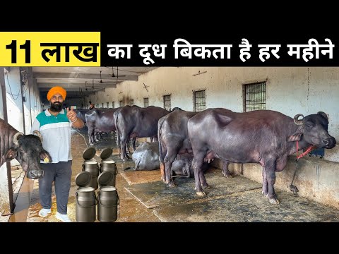 33 लीटर दूध वाली 51 lakh की भैंस | Buffalo Farming | Murrah Buffalo