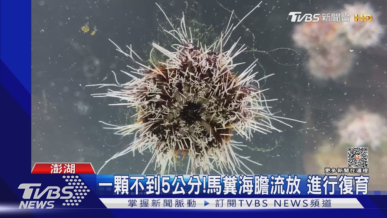超可愛! 迷你版「5千顆馬糞海膽」流放