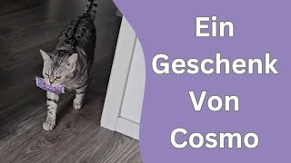 Geschenk von Katze, erst am Ende weiss man warum er mir das Kissen zum Lutschen brachte