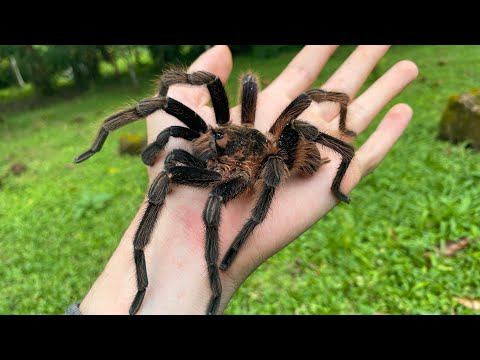 Looking for Big Tarantulas in Panama