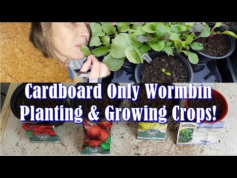 Cardboard Only Worm Bin - Can you grow crops in finished "vermicardboard"?