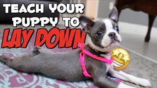 How to teach a puppy to LIE DOWN