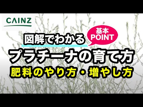園芸 ホワイトポプラ、ホワイトオランダ、フランピカール