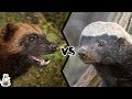 WOLVERINE VS HONEY BADGER - Who Would Win?
