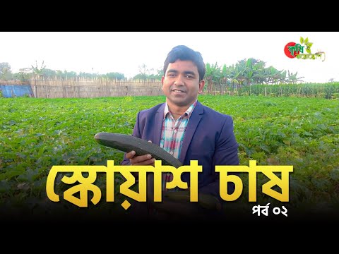 স্কোয়াশ চাষঃ৩ মাসে ১ বিঘা থেকে আয় ২ লাখ টাকা(পর্ব ০২) -Squash/Zucchini cultivation in Bangladesh