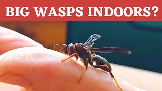 Got WASPS?  Indoors, in YOUR house, in the middle of winter?