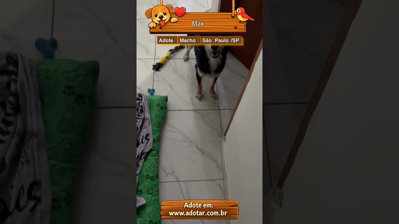 Cachorro raça SRD-ViraLata idade 1 ano nome Max