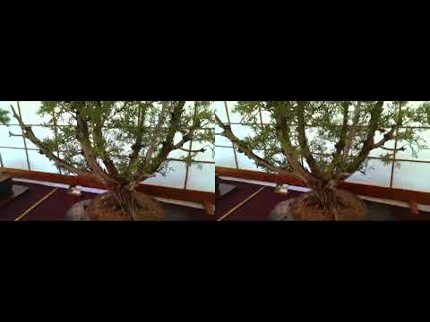 Stereoscopic - Rocky Mountain Bonsai Society - Show - Sept 4th 2022 - 2