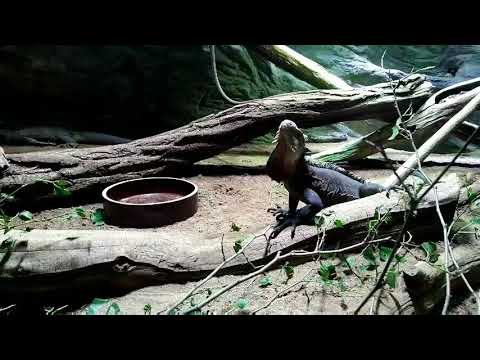 PRAGUE ZOO, Czech Republic🇨🇿