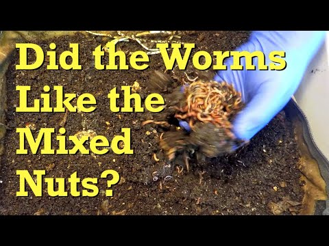 Status of assorted nuts fed 10 days ago to mixed red worms - vermicompost