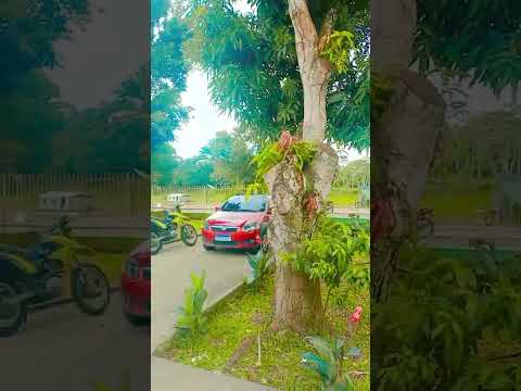 município de anamã Amazonas