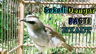 Download lagu Pancingan Trucuk stres biar gacor LANGSUNG ON mp3 Download lagu Pancingan Trucuk stres biar gacor LANGSUNG ON mp3