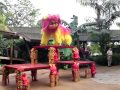 Northern Lion Dance @ Jurong Bird Park.