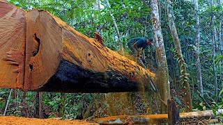 Download lagu MENGGANTUNG DI ANTARA LANGIT DAN BUMI || PENEMUA KAYU PURBA TUMBANG RATUSAN TAHUN mp3 Download lagu MENGGANTUNG DI ANTARA LANGIT DAN BUMI || PENEMUA KAYU PURBA TUMBANG RATUSAN TAHUN mp3