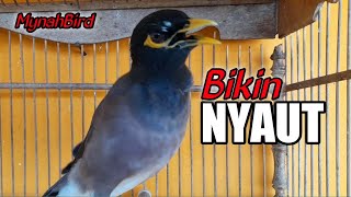 Download lagu JALAK NIAS GACOR BIKIN BURUNG JALAK PADA NYAUT | COMMON MINA CALL | INDIAN MYNAH BIRD | Part26 mp3