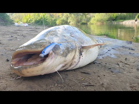 Hooked On - Veliki som na Uscu Ibra u Zapadnu Moravu