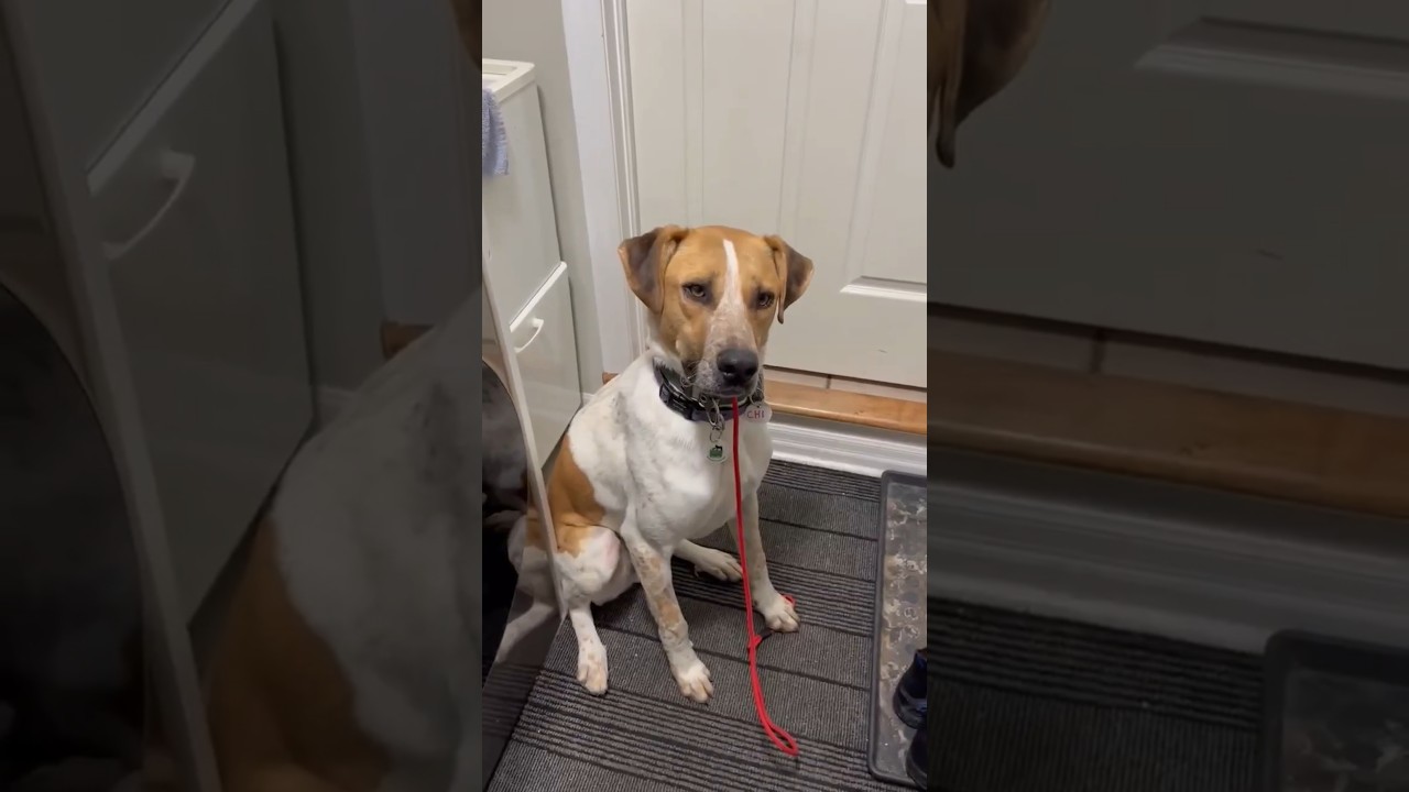 Enlarge Chi, a ADOPTABLE mixed breed in Burlington, ON video 6/6