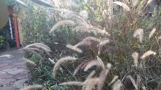 How to Introduce a Spiritual View Into Trimming Your Garden